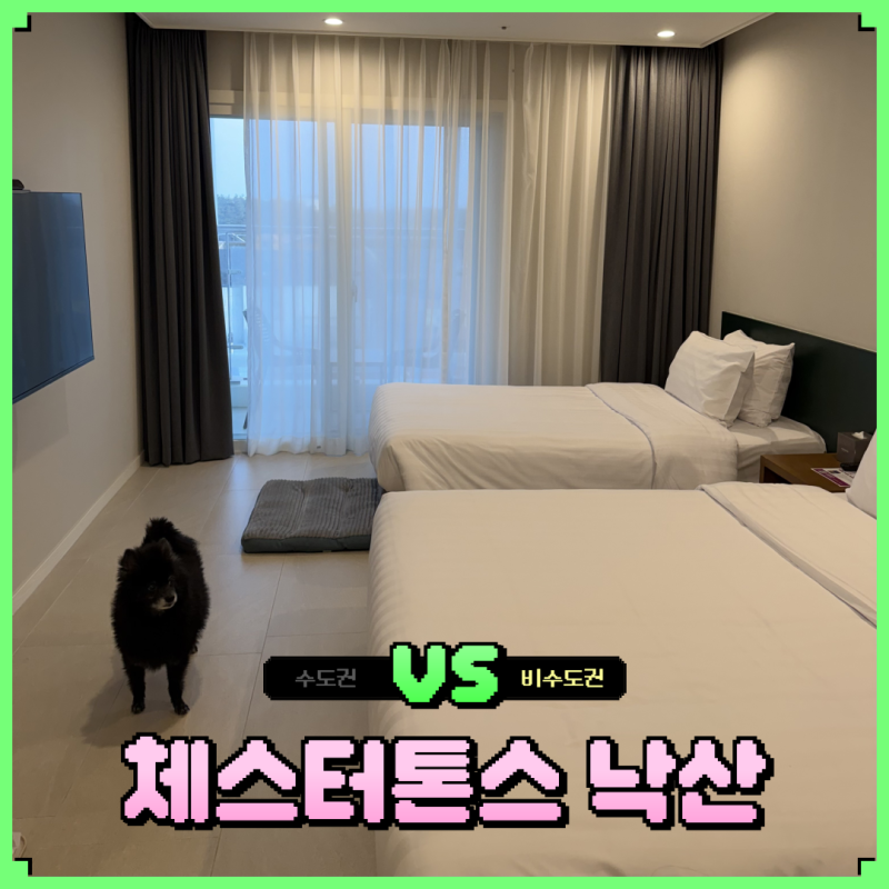 체스터톤스 낙산 펫룸 양양 애견동반 숙소 체크인 인피니티풀 수영장 객실 가격 총정리