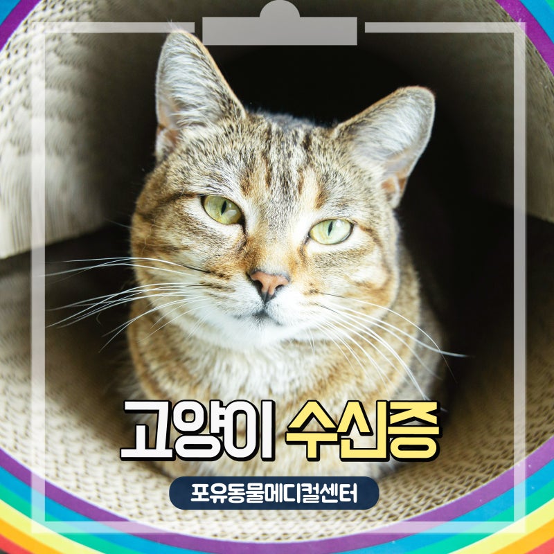 급성 신부전증을 부르는 고양이 수신증, 초기 신호 놓치면 위험해요!
