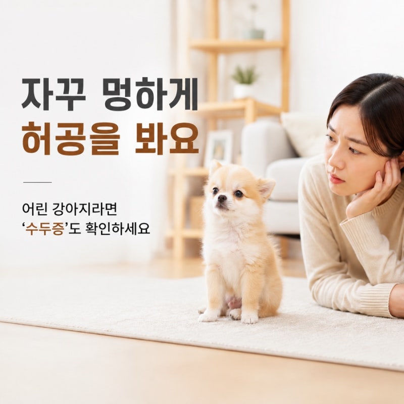 강아지가 자꾸 멍하게 허공을 봐요｜혹시 ‘수두증’ 신호일까요?