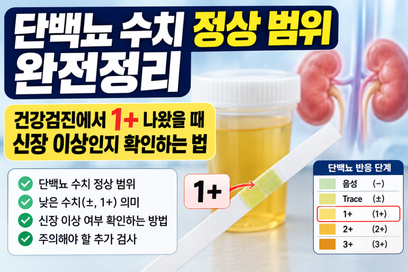 단백뇨 수치 정상 범위 완전정리 — 건강검진에서 1+ 나왔을 때 신장 이상인지 확인하는 법