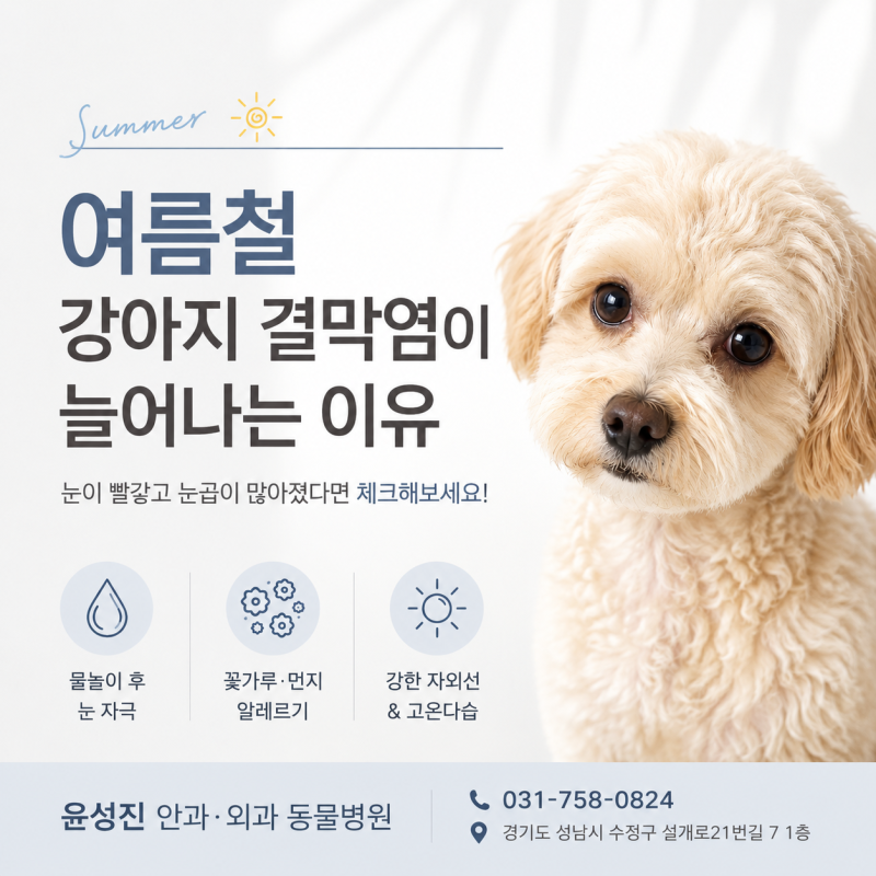 [눈충혈&눈곱 원인] 여름철 강아지 결막염이 늘어나는 이유