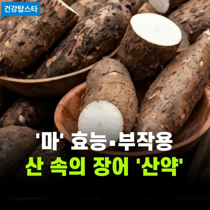 마 효능과 부작용 | 올바른 섭취법 (신들의 음식, 산에서 나는 장어)