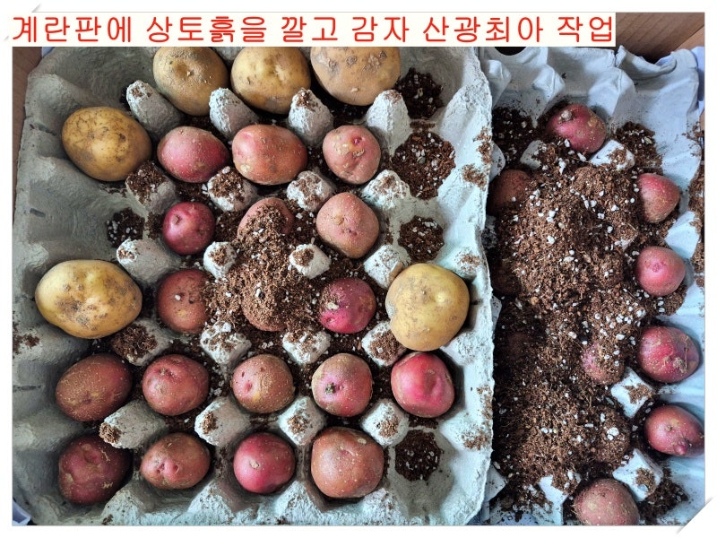 감자 재배 핵심기술 5가지! 가을감자 심는 시기와 휴면타파 방법, 씨감자 준비부터 파종까지(....