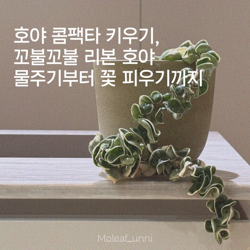 호야 콤팩타 키우기, 꼬불꼬불 리본 호야 물주기부터 꽃 피우기까지
