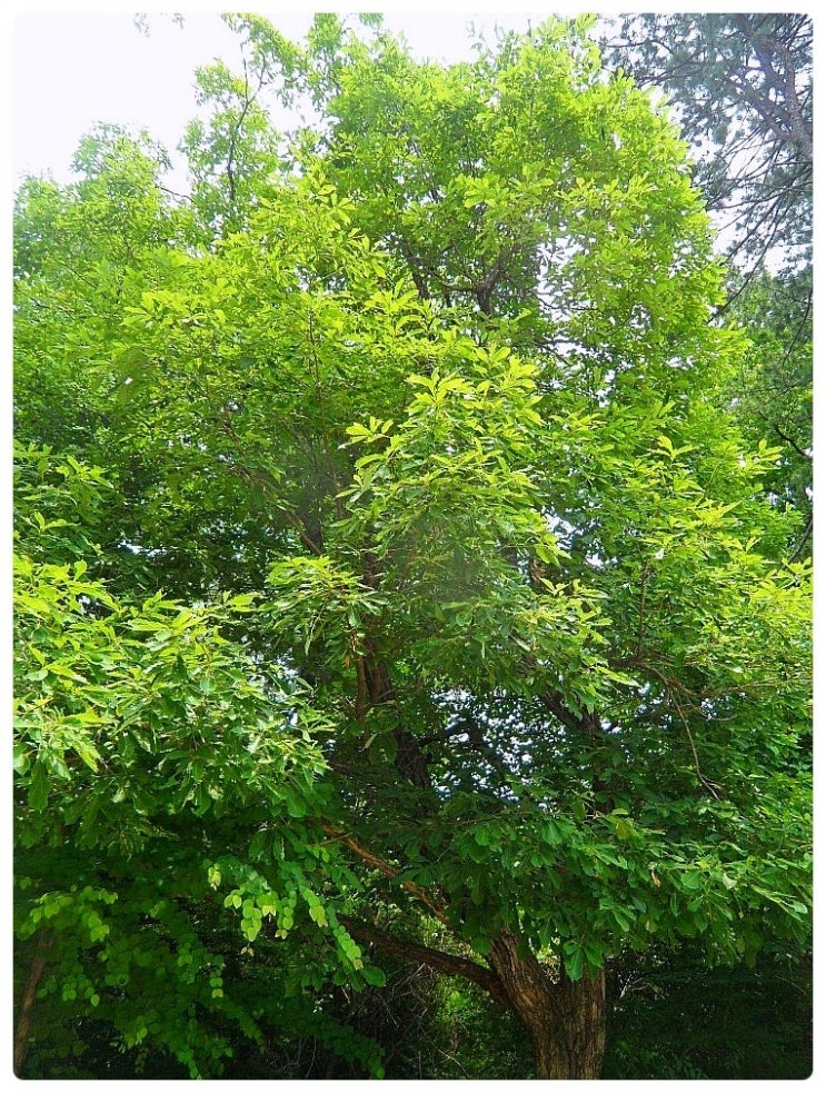 갈참나무(quercus aliena)(2)