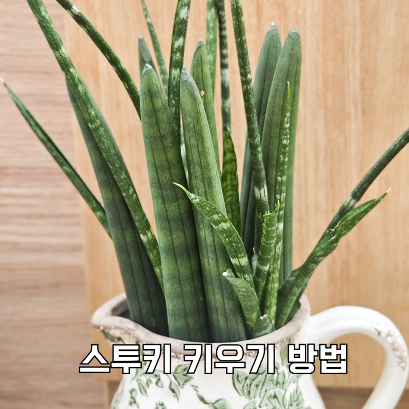 스투키 키우기, 물주기부터 새순 관리까지