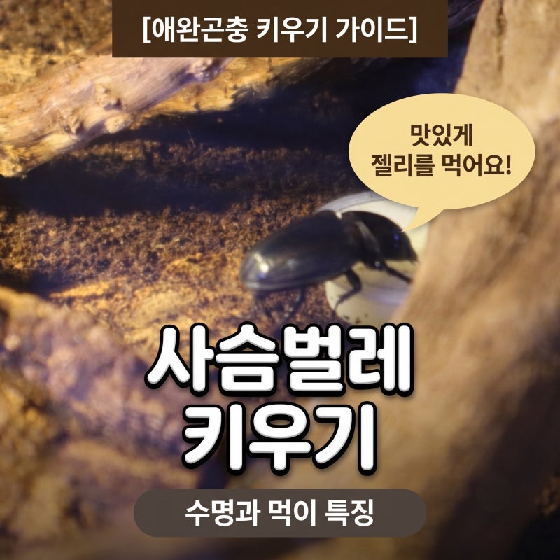 사슴벌레 키우기 절지동물 사슴벌레 암컷 수컷 수명 먹이 특징