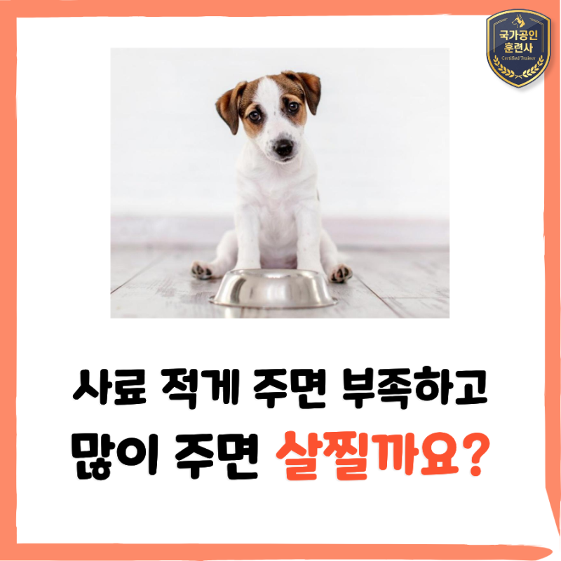 새끼강아지 사료양, 하루 몇 g이 정답일까요? 밥은 영양이면서 교육입니다