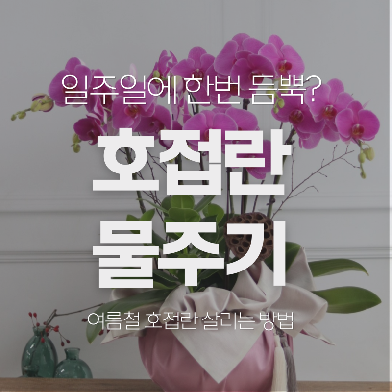 호접란 물주기, '일주일에 한 번 듬뿍' 이렇게만 하면 호접란이 죽습니다(여름철 호접란 물주....