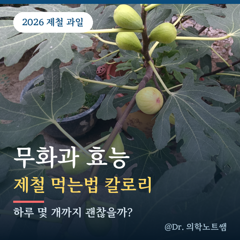 무화과 효능 제철 먹는법 칼로리 보관법 하루 몇 개까지 괜찮을까?