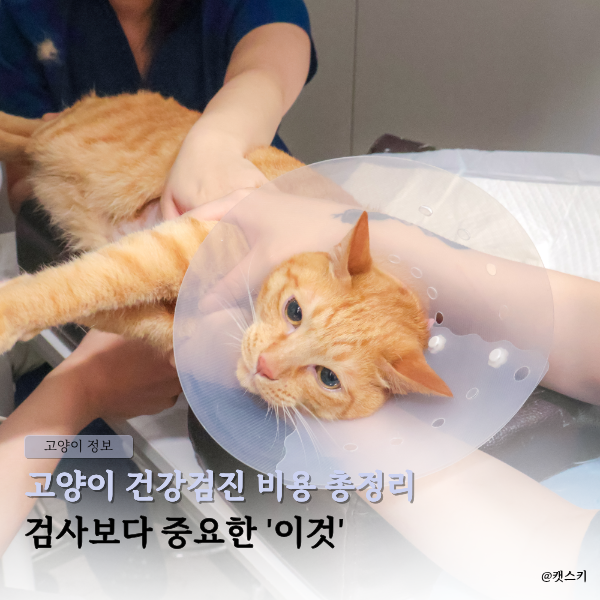 고양이 건강검진 비용 총정리 | 검사보다 중요한 '이것'