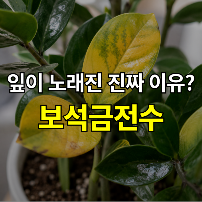"잎이 왜 노랗게 변하지?" 보석금전수 키우기, 물주기와 분갈이 시기