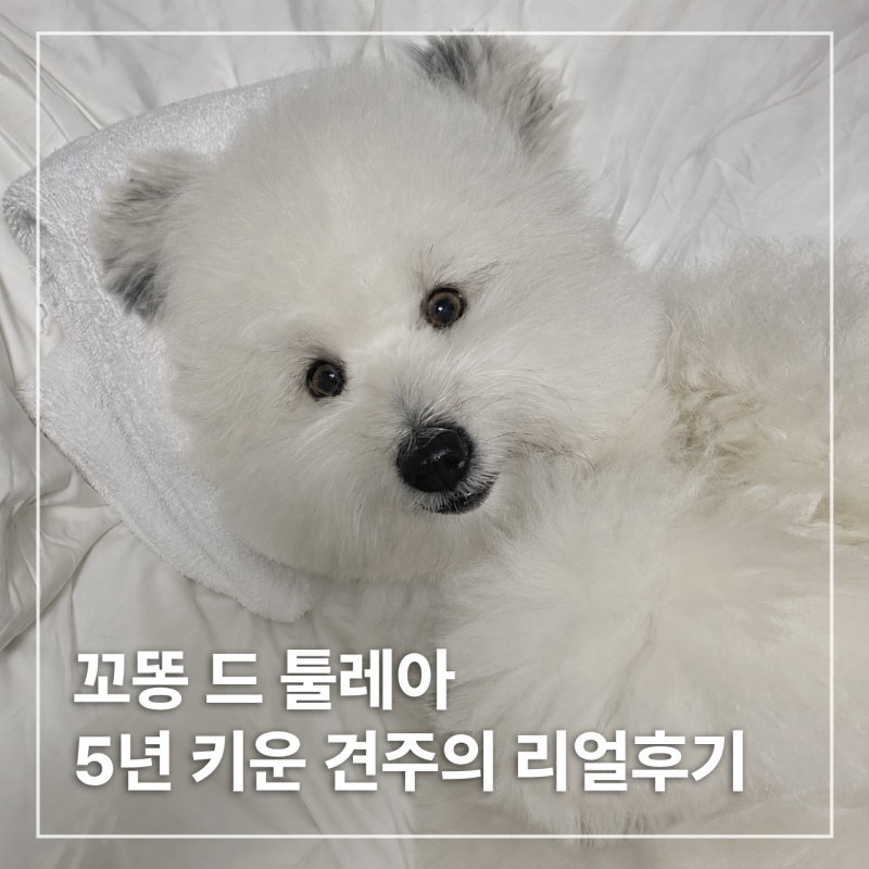 꼬똥 드 툴레아 특징/ 5년 키워본 견주가 알려주는 성격, 특징, 분양가, 장단점 총정리
