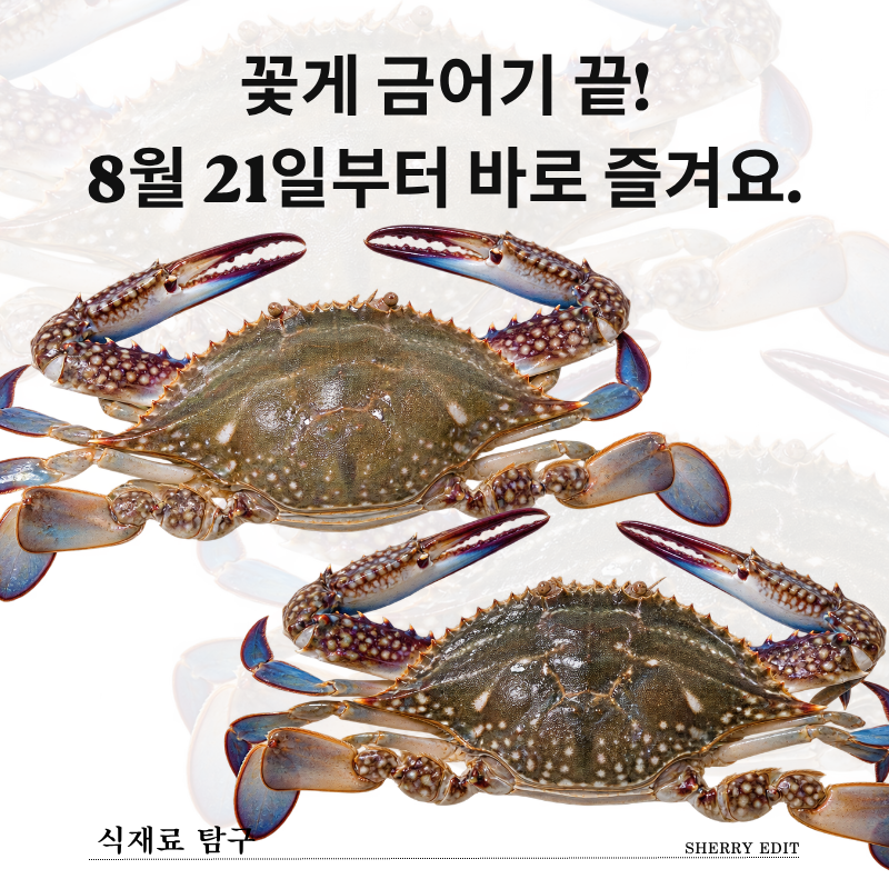 꽃게 금어기 끝! 8월 21일부터 먹을 수 있을까? 암수 구별법부터 손질법까지
