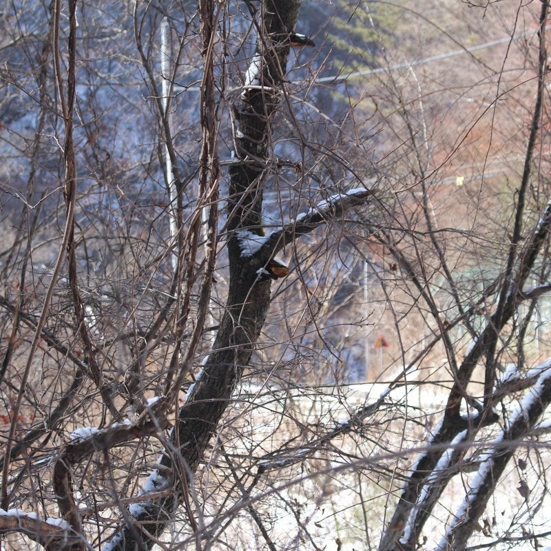상황버섯 먹는법 및 가격, 야생 뽕상황버섯 즙 진액 파는곳 안내