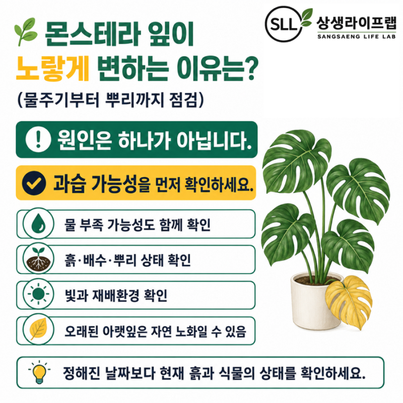 몬스테라 잎이 노랗게 변하는 이유는?(물주기부터 뿌리까지 점검)
