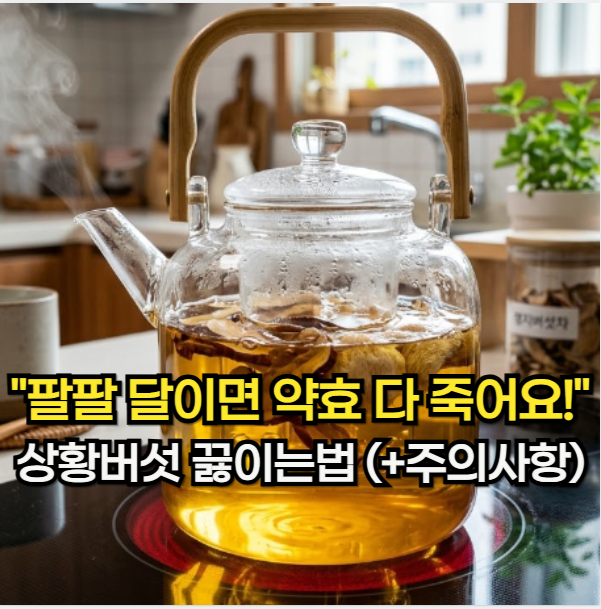상황버섯 효능, "팔팔 달이면 약효 다 죽어요!" 상황버섯 끓이는 법 (+ 주의 사항)