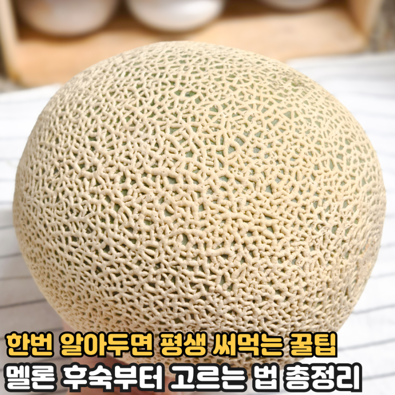 멜론 냉장고에 넣지마세요! 멜론 맛있게 후숙하는 법, 고르는법 총정리