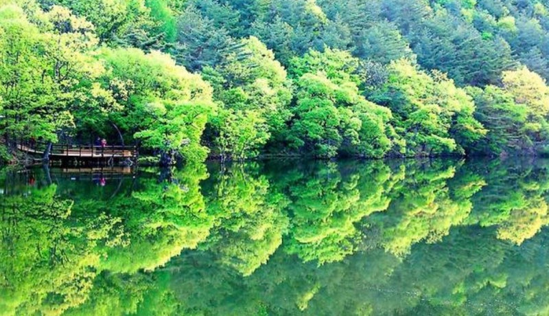 청송 주산지 여름 여행! 300년 동안 물이 마르지 않은 신비로운 저수지..(청송 주산지 가볼 만....
