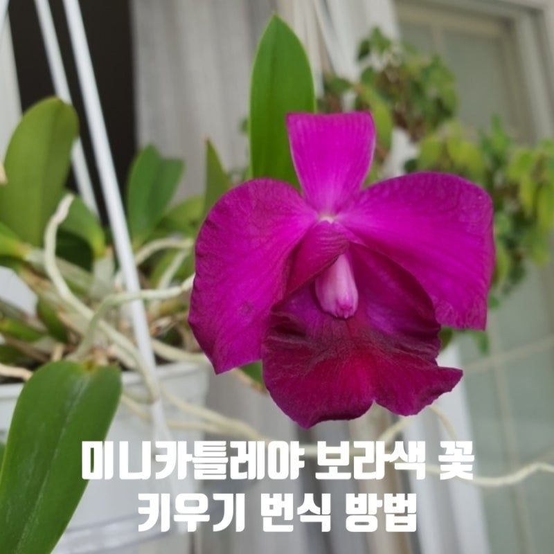 미니 카틀레야 꽃 피는 날 보라색 꽃에 은은한 시나몬 향기