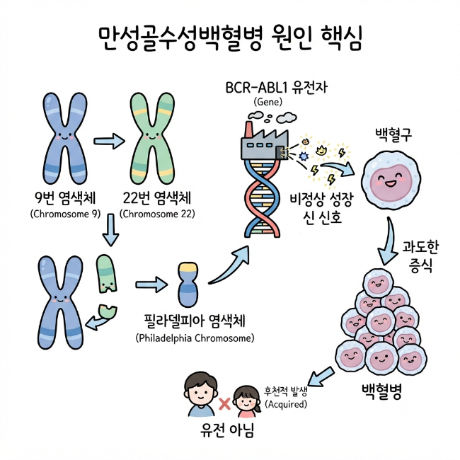 만성골수성백혈병 원인 총정리｜필라델피아 염색체와 BCR-ABL1 유전자 구조