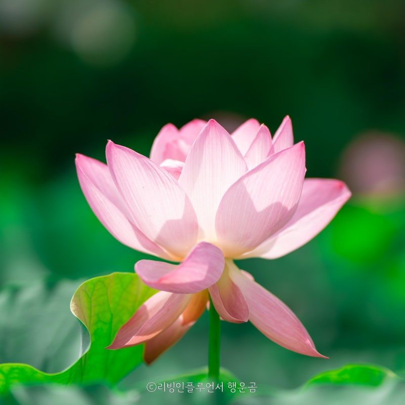 연꽃 꽃말 뜻 알아보기 연꽃 씨앗 키우기 방법