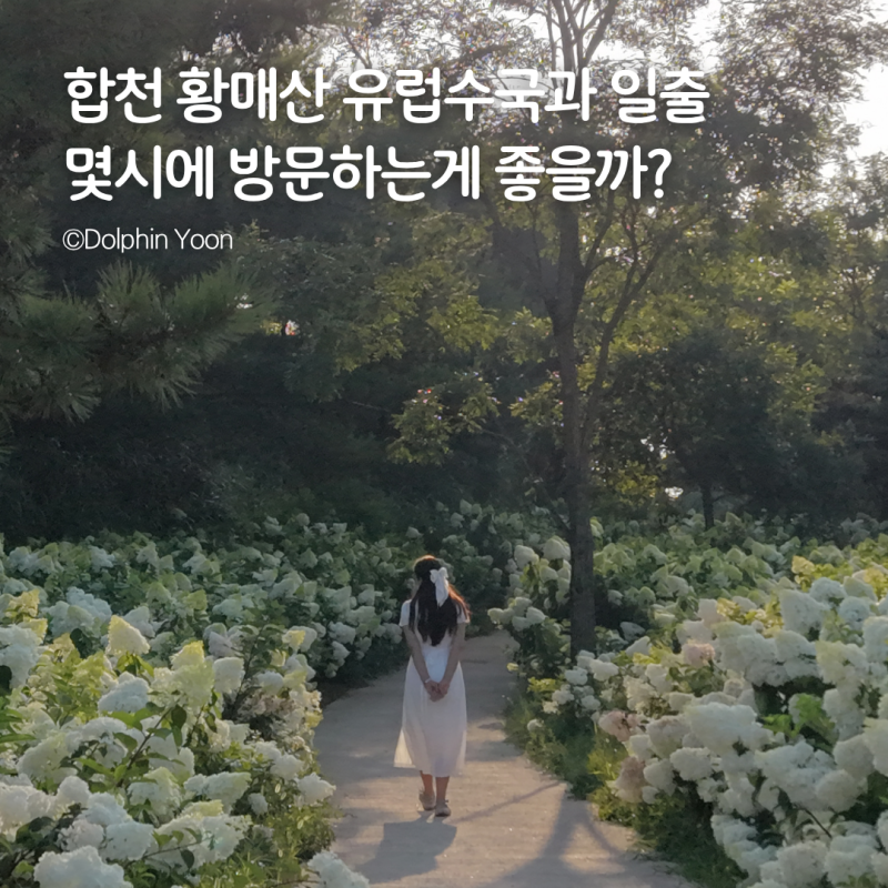 경남 합천 황매산 유럽수국 만개, 일출보다 낮에 다시 가고 싶은 이유