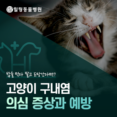 밥을 먹다 말고 도망간다면? 고양이 구내염 의심 증상과 예방 방법 ┃ 마포구 공덕동 힐링동....