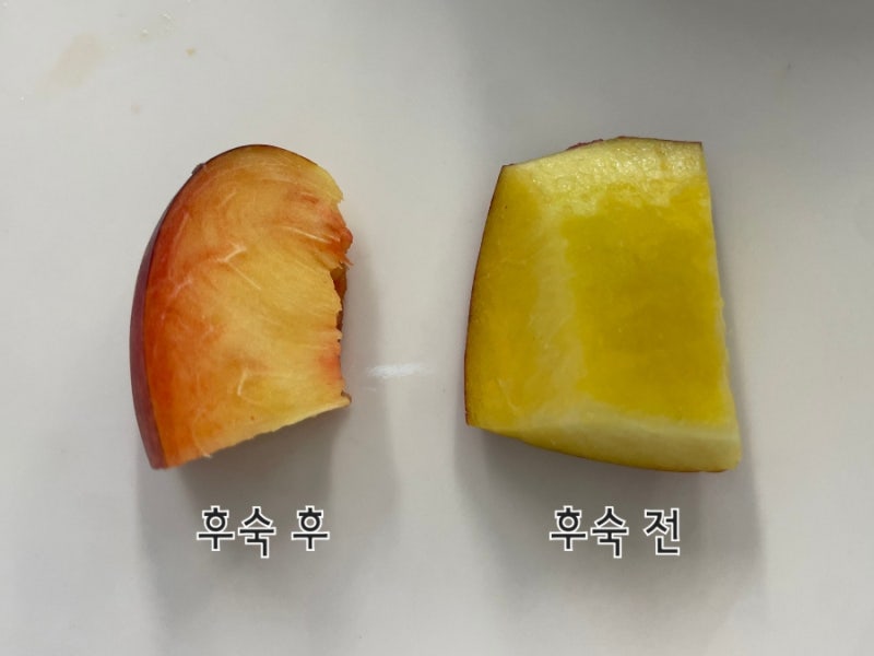 천도복숭아 후숙 방법 | 새콤달콤 맛있게 후숙 후 보관법은? 칼로리, 보관기간, 보관온도, 효....