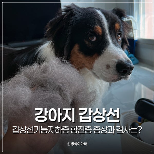 강아지 갑상선기능저하증 항진증 증상과 검사는?