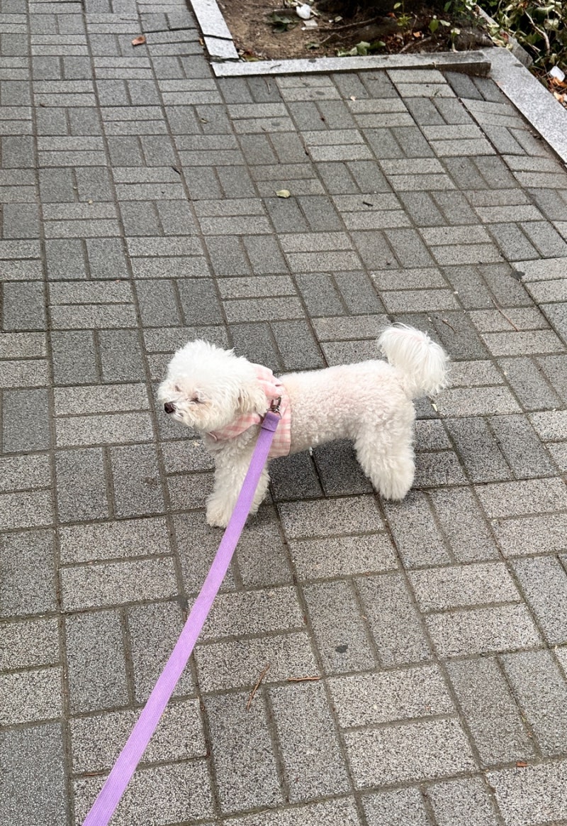 강아지 생리 기간 목욕 미용 산책 해도 될까?