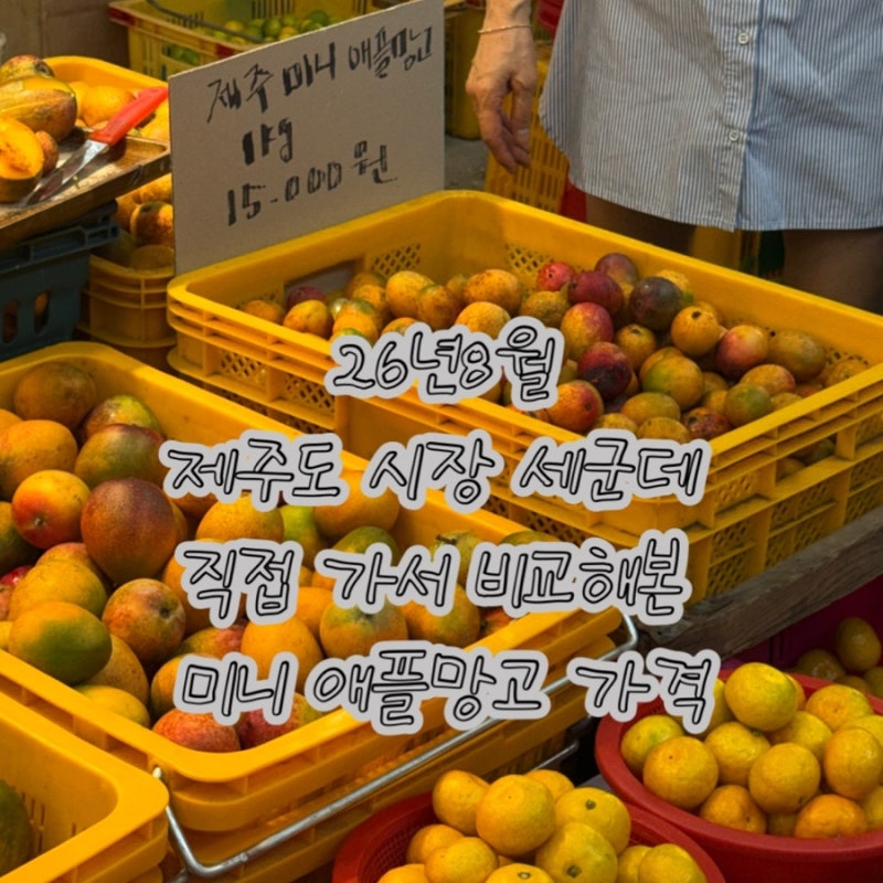 제주도 미니애플망고 시장별 가격비교/제주시민속오일장,서귀포 대정오일장,시내 동문시장