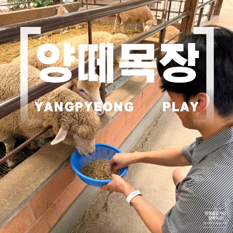 서울근교 가족나들이 양평양떼목장 즐기기