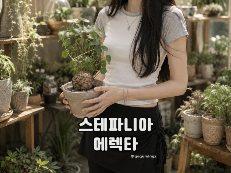 스테파니아 에렉타 키우기, 괴근식물 물주기 흙배합은?