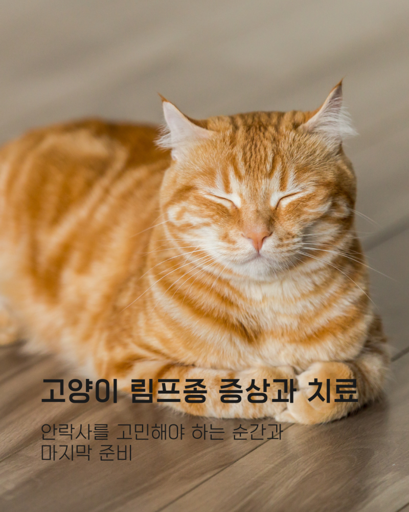 고양이 림프종 증상과 치료｜안락사를 고민해야 하는 순간과 마지막 준비