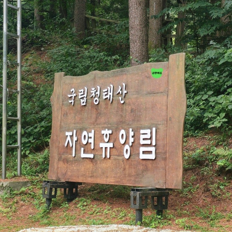 강원도 여행 추천 가볼만한곳 8월에도 시원한 국립청태산자연휴양림