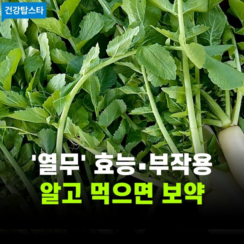 열무 효능과 부작용 | 몸에 열을 내리고 원기를 북돋는 올바른 섭취법