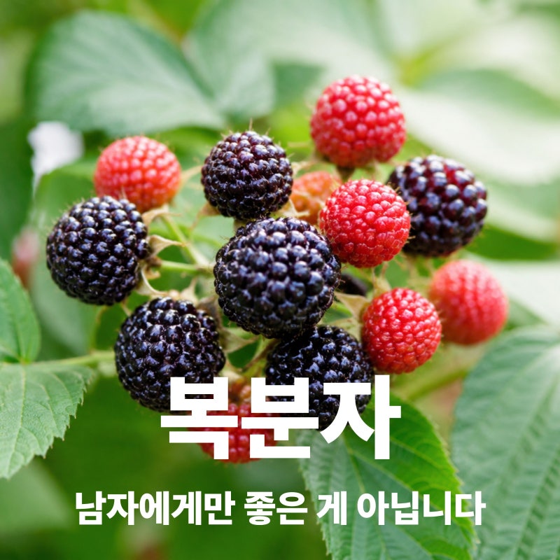 복분자 효능 효과 제철 주의사항 총정리
