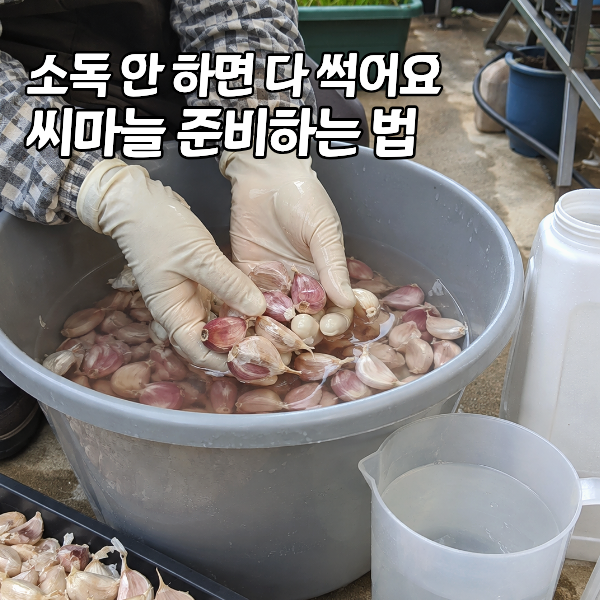 "여름 내내 보관 잘못하면 다 헛수고예요" 씨마늘 선별과 소독법