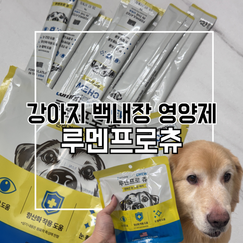 강아지 백내장 영양제 고민하다 선택한 오큐글로 가득 루멘프로 츄 급여 후기