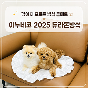 이누네코2025 듀라돈 애견 쿠션, 촬영용부터 유모차까지 활용도 좋은 강아지 방석
