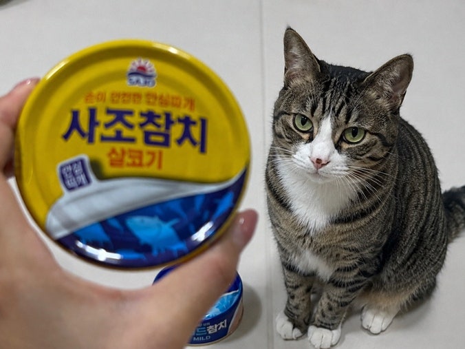 고양이 참치캔, 사람 먹는 걸 한입 줘도 괜찮을까?
