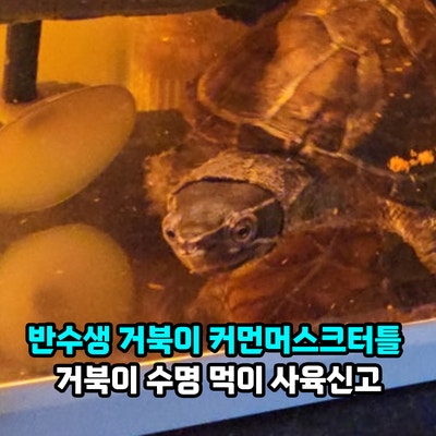 반수생 거북이 종류 커먼머스크터틀 키우기 방법과 비용, 거북이 수명 먹이 어항용품 준비물....
