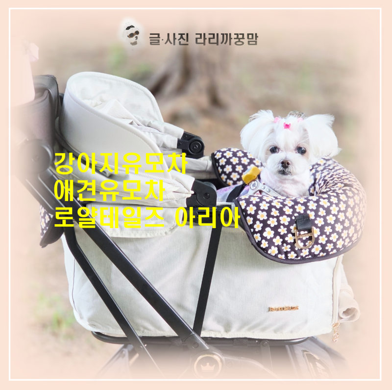 13살 노견 꿍이의 로얄테일즈 아리아 실사용기와 대구 케이펫페어 소식