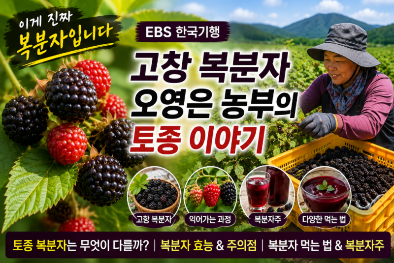 “이게 진짜 복분자입니다” EBS 한국기행 고창 오영은 농부｜토종 복분자 효능·먹는법·복....