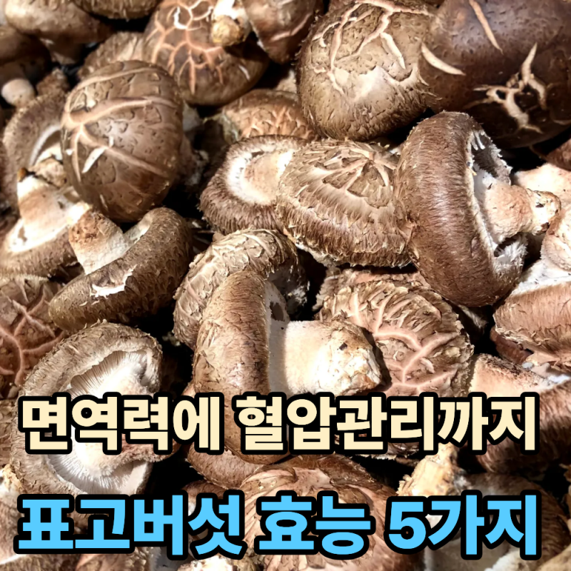 면역력 강화에 혈압관리까지 표고버섯 효능 5가지와 영양성분 및 부작용