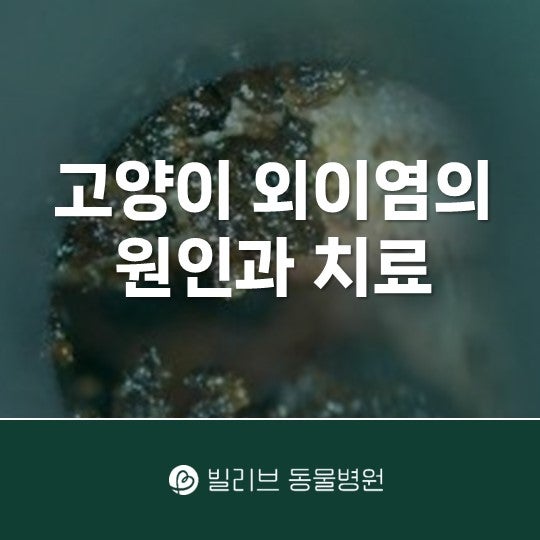 고양이 귀지, 단순히 귀 문제만은 아닐 수도 있어요(고양이 외이염의 원인, 진단과 치료)