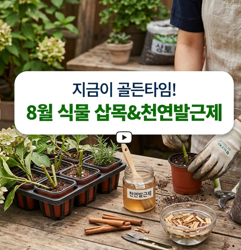 "지금이 골든타임!" 8월 식물 삽목 성공 노하우 (삽목 상토 흙 배합과 발근제 대체 꿀팁)