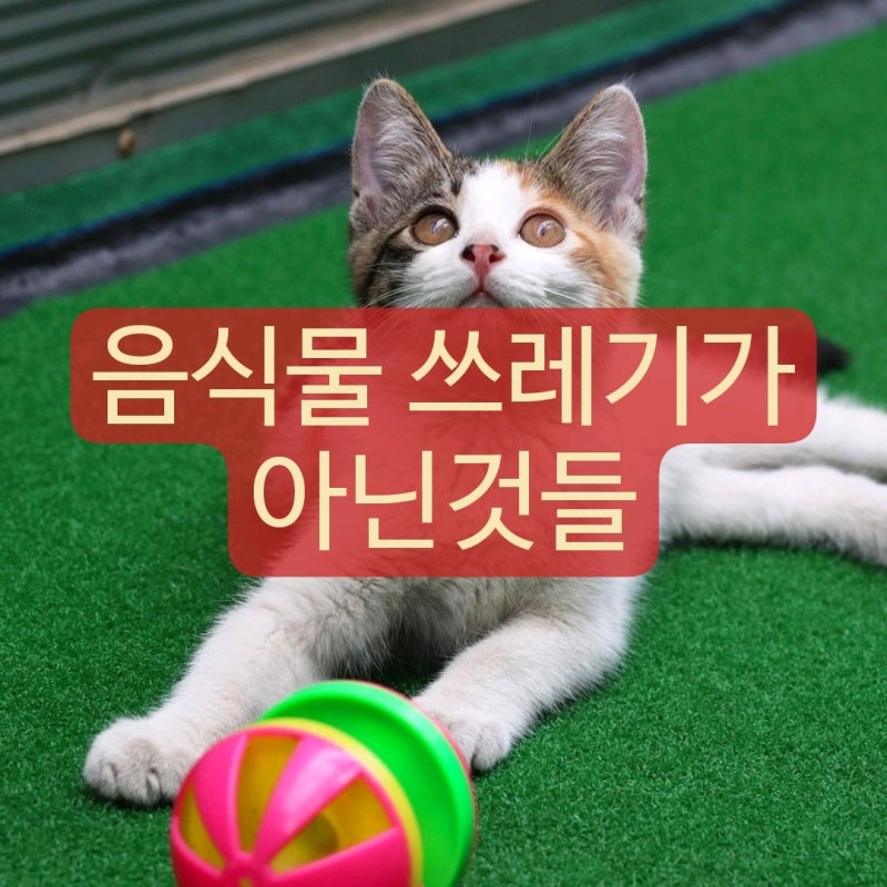 음식물 쓰레기로 버리면 안되는 분리수거 총정리