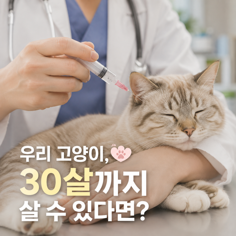 고양이 30살까지 산다? 일본서 개발 중인 ‘수명 연장 주사’ 정체